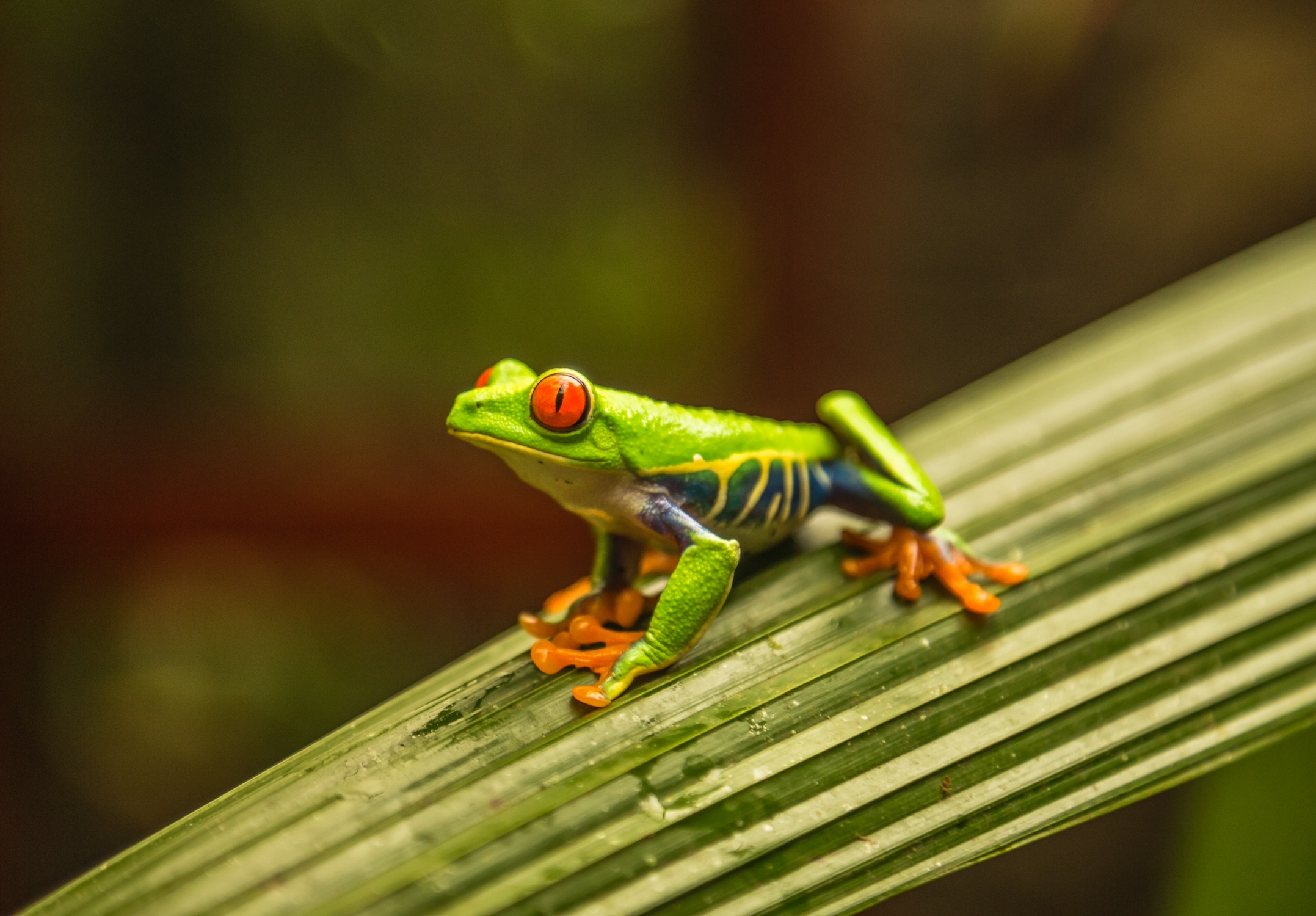 colorful-red-eyed-tree-frog-in-costa-rica-2023-11-27-05-29-01-utc