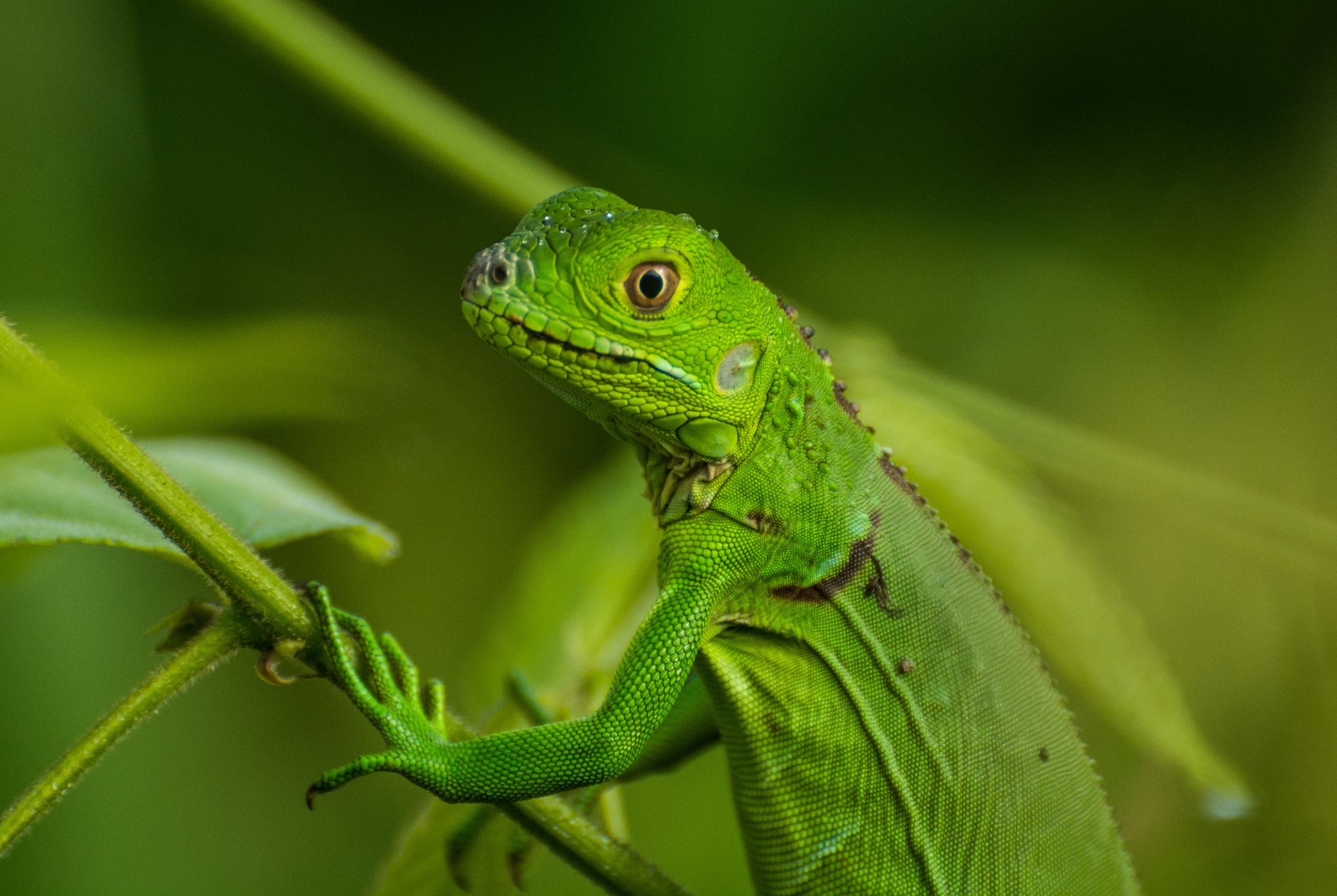 green-lizard-in-costa-rica-2023-11-27-05-01-18-utc