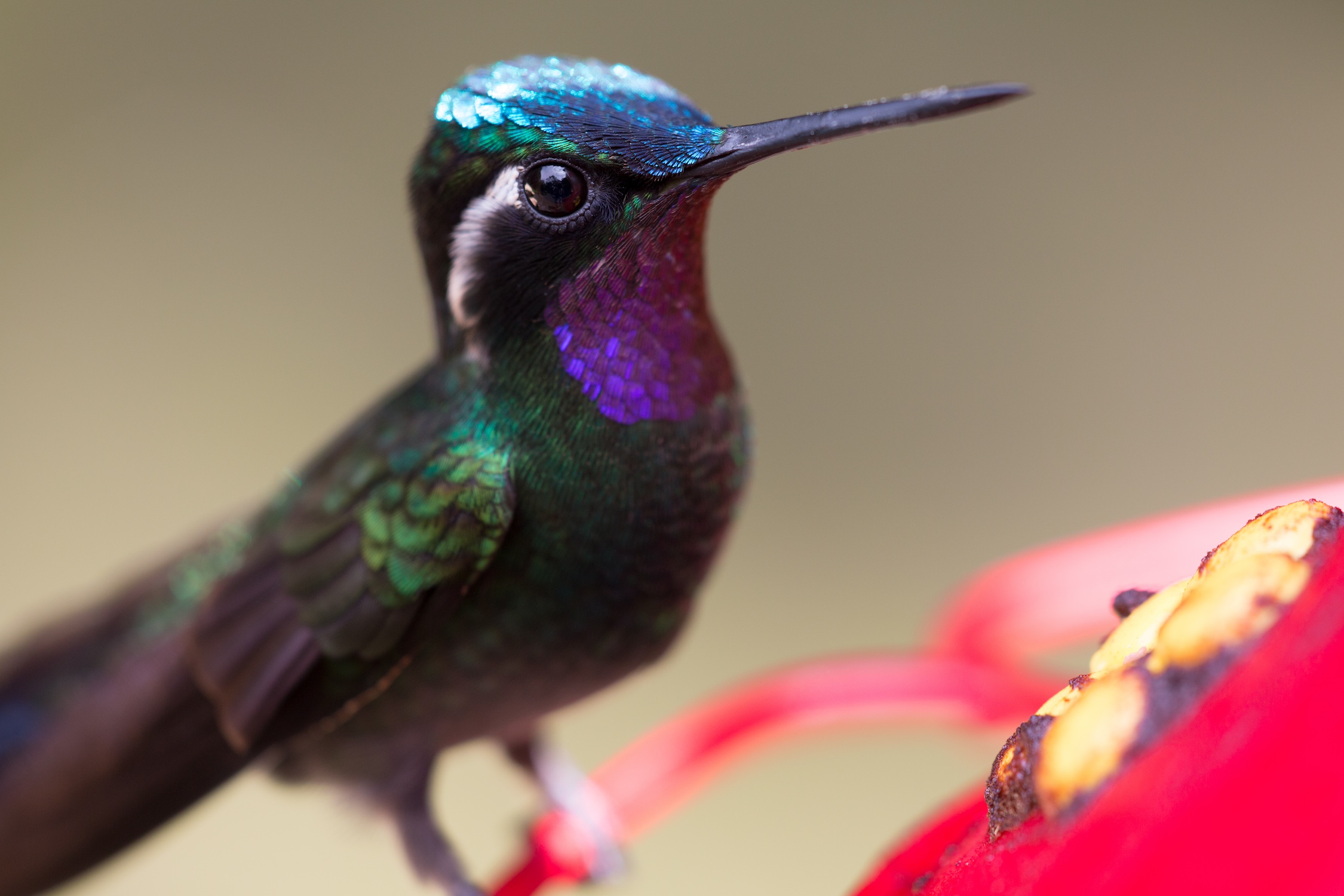 Hummingbird in Costa Rica