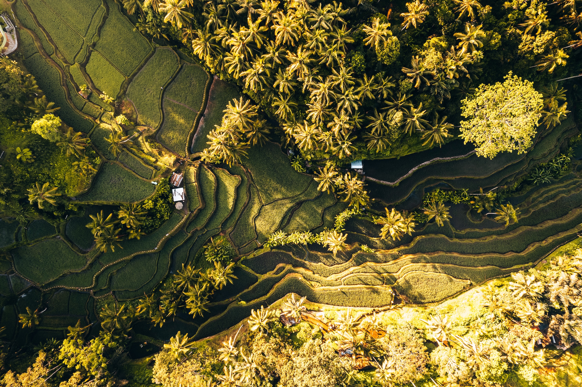 Aerial drone view of Tegallalang Rice fields terraces in Ubud, Bali, Indonesia