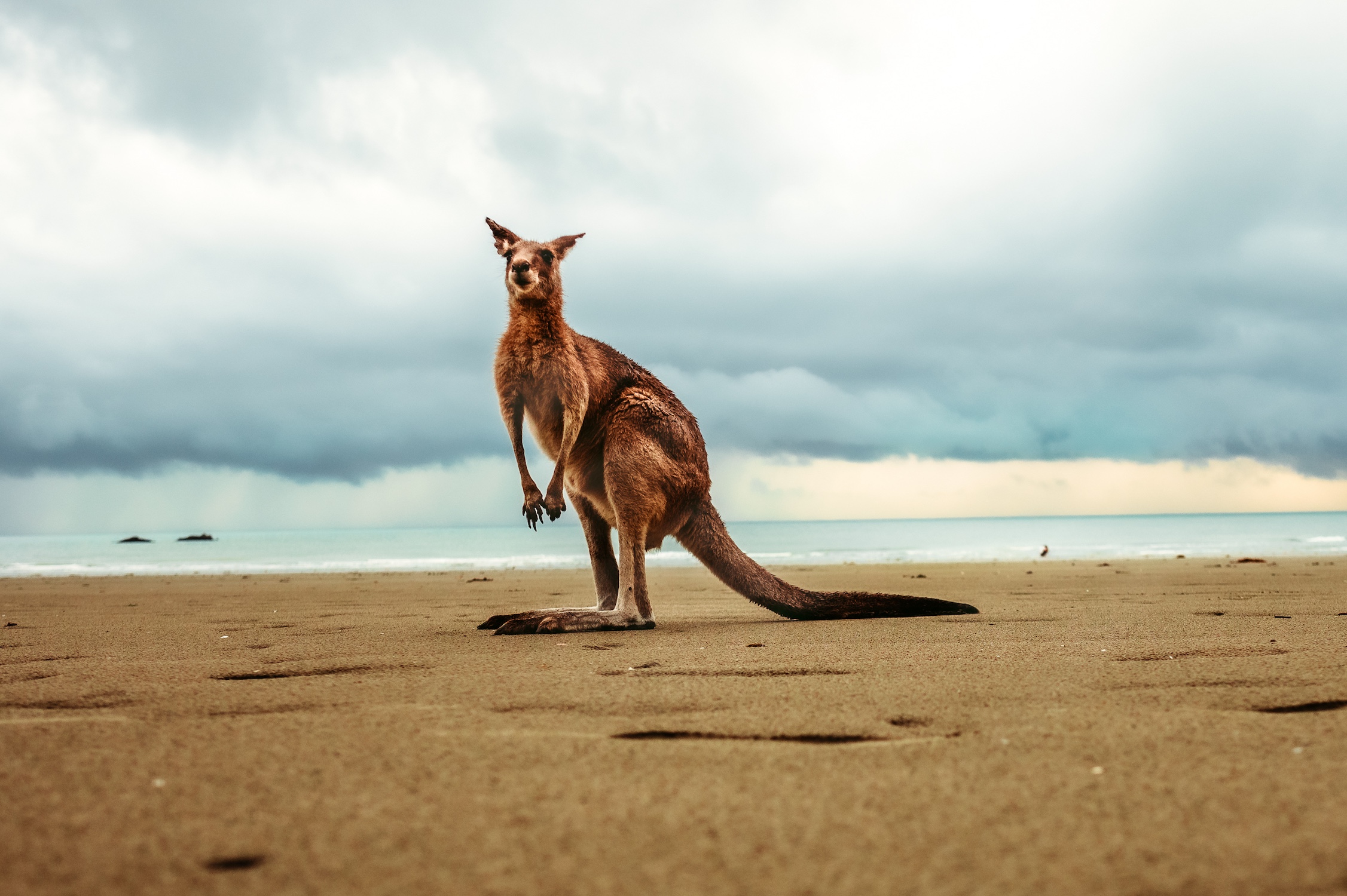 an-australian-wallbaby-on-the-beach-2023-11-27-05-23-54-utc