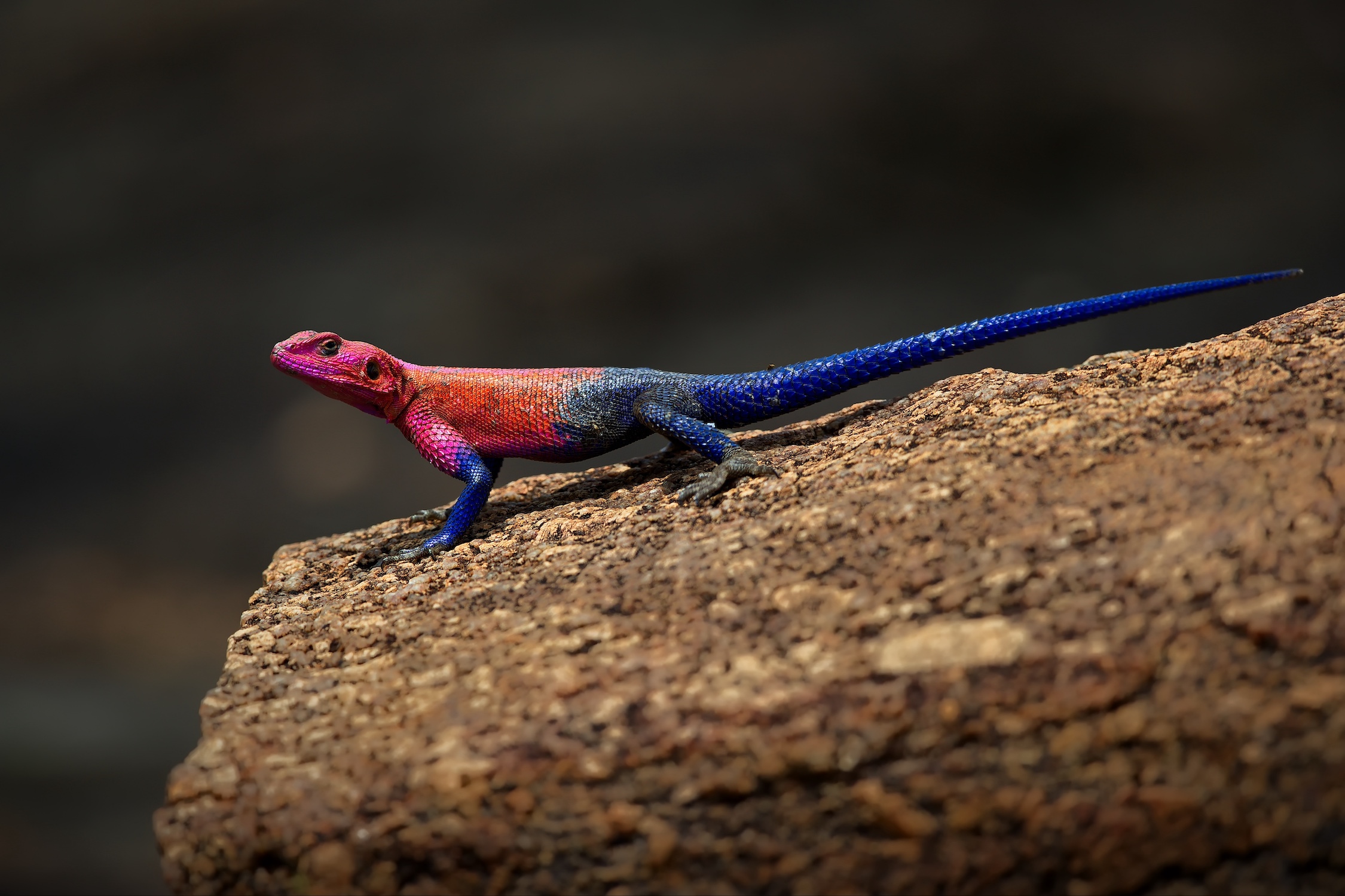 Closeup shot of a colorful chameleon on a rock in Tanzania