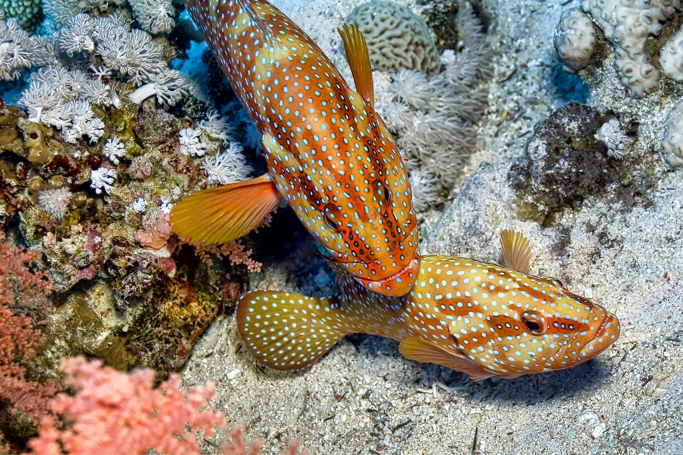 Coral Grouper, Red Sea, Egypt