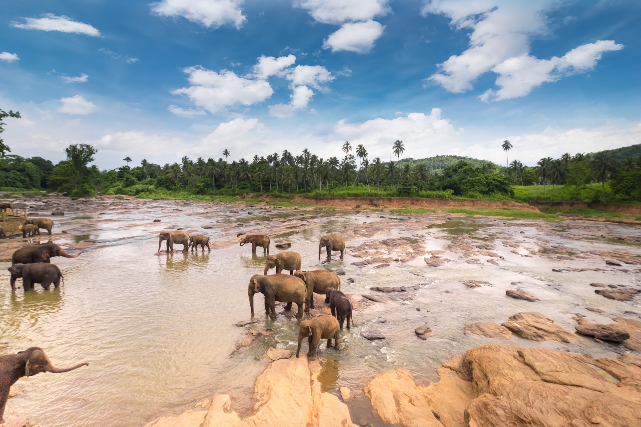 Amazing Asian elephants in wild nature of Sri Lanka