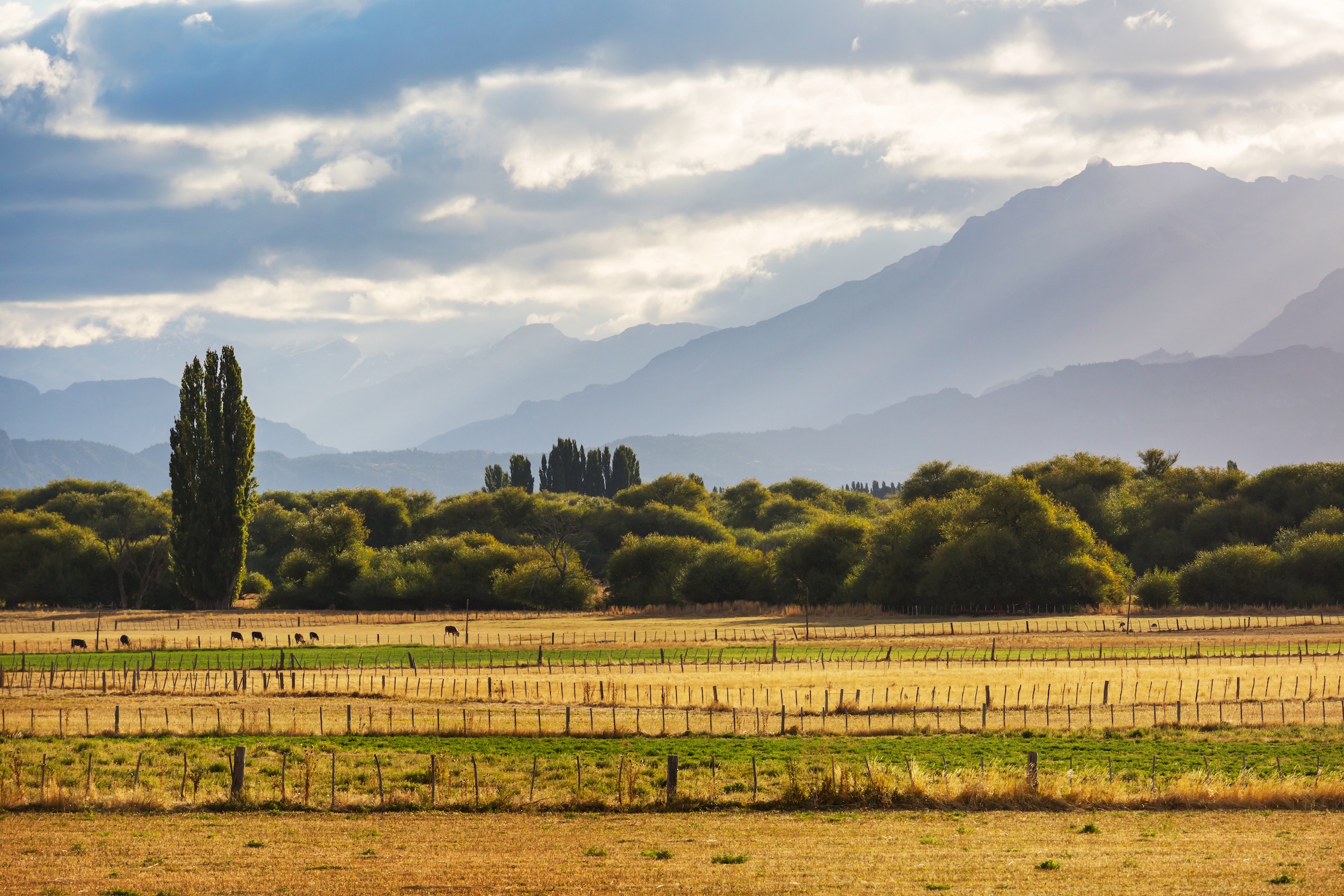 Field in Argentina