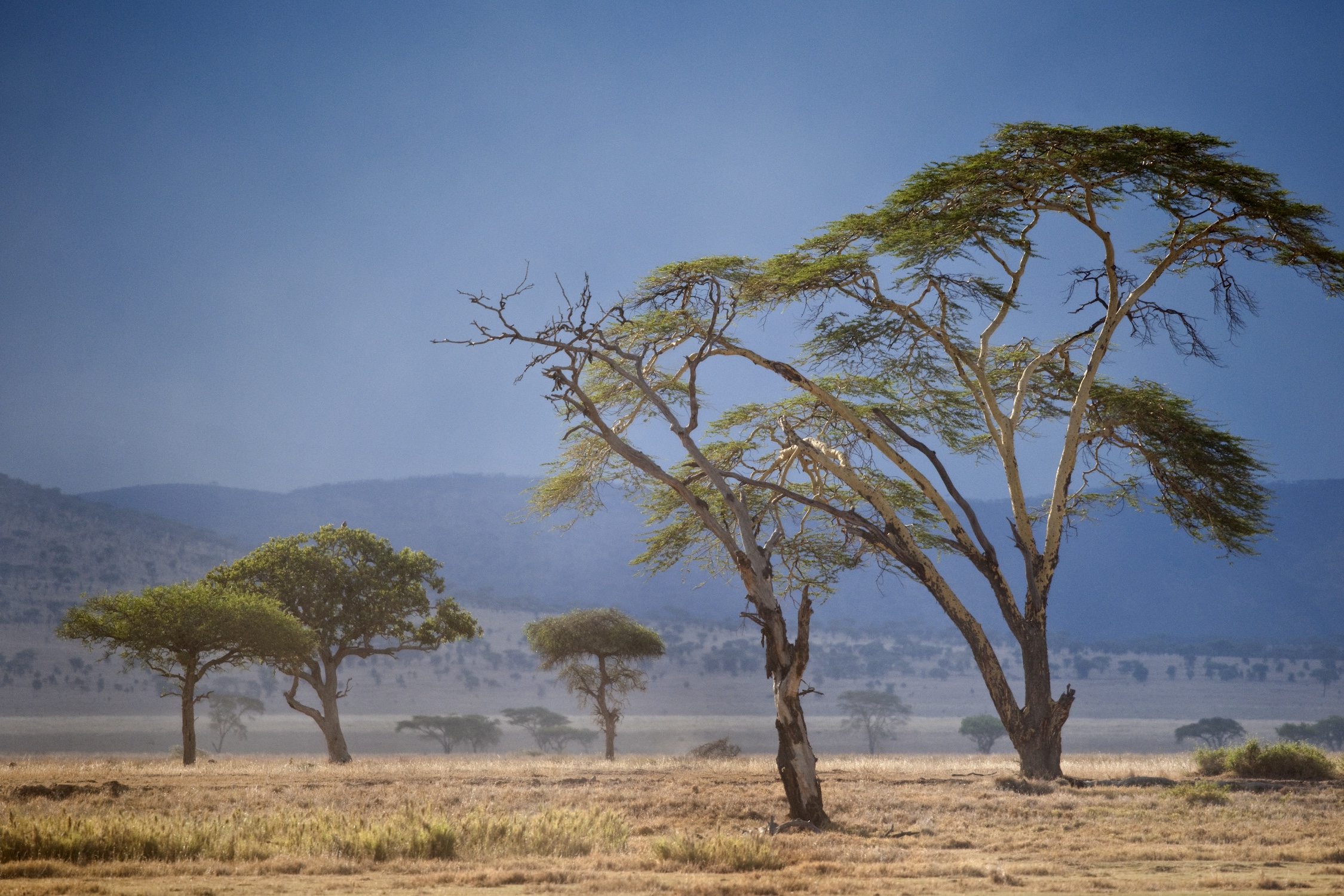 landscape of Serengeti National Park, Serengeti, Tanzania