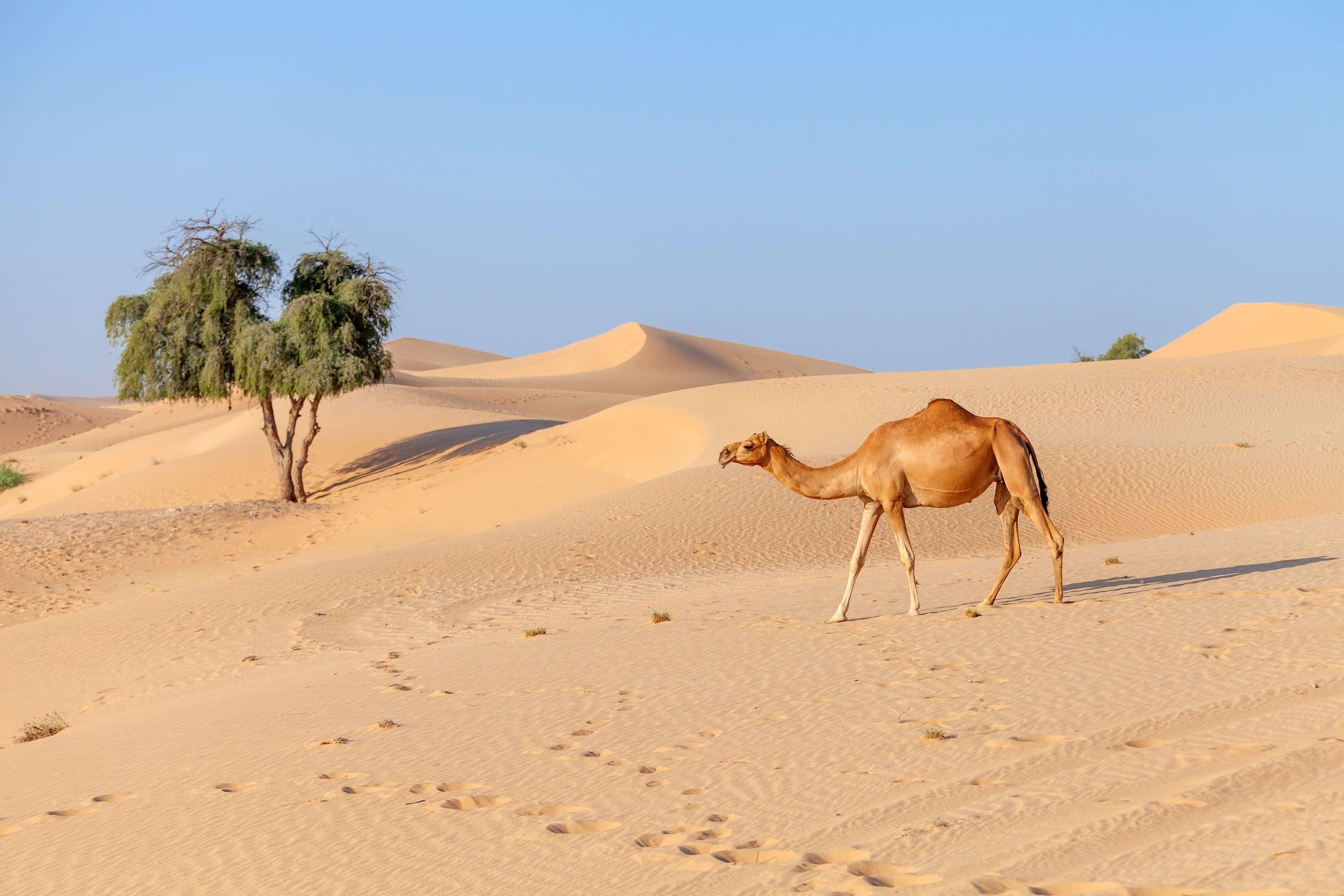 middle-eastern-camel-walking-in-the-desert-in-unit-2023-11-27-05-17-35-utc