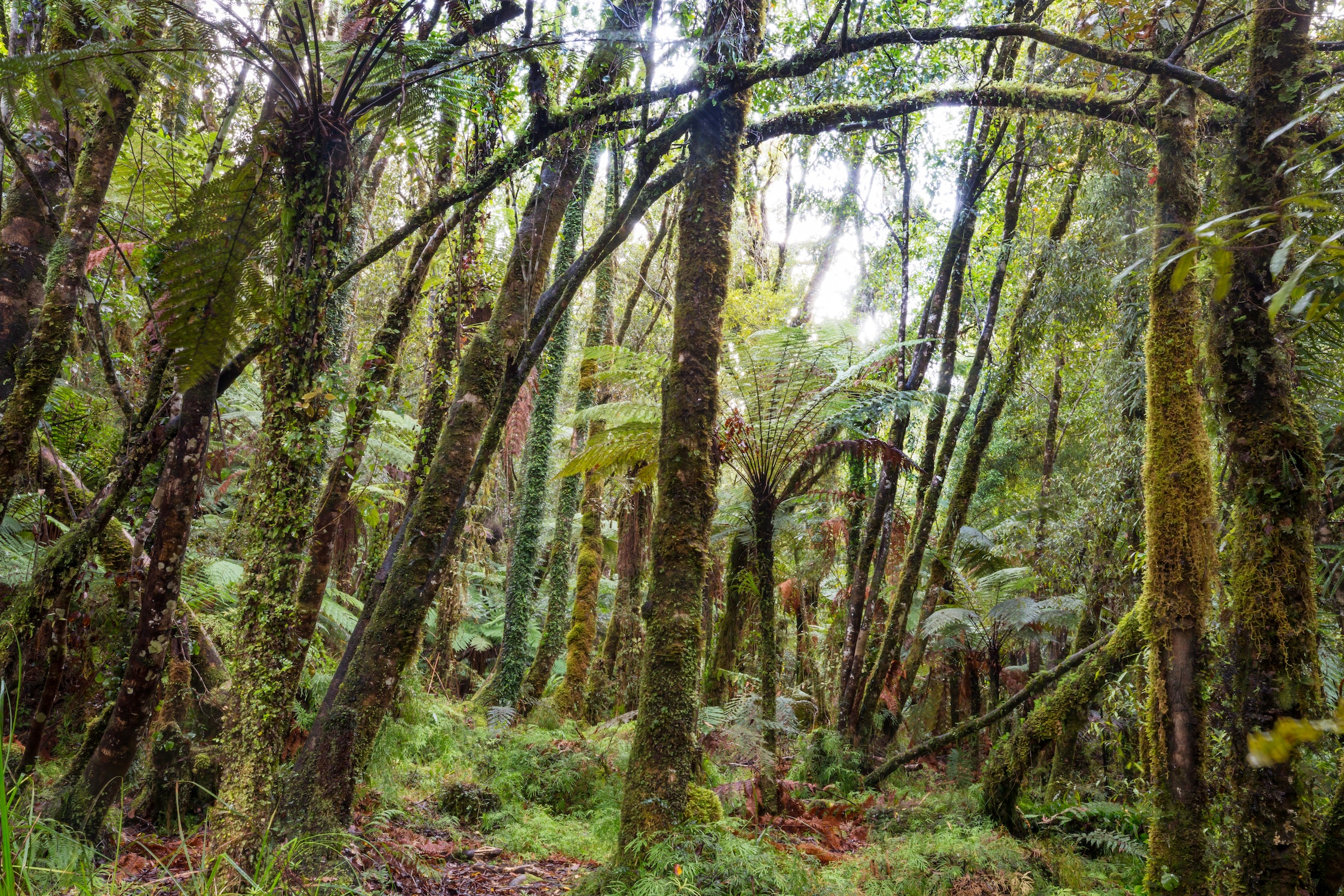 New Zealand forest