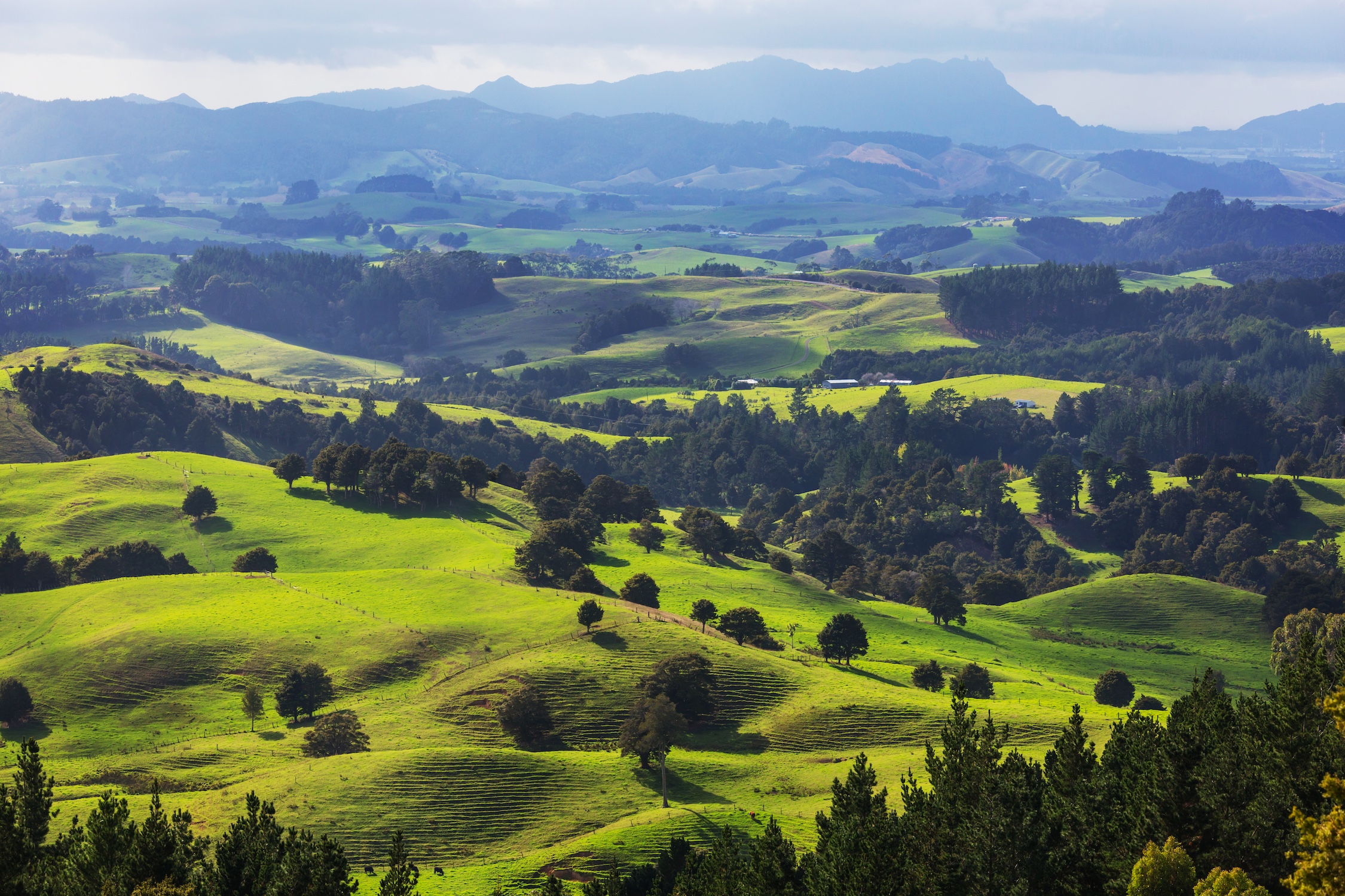 New Zealand hills