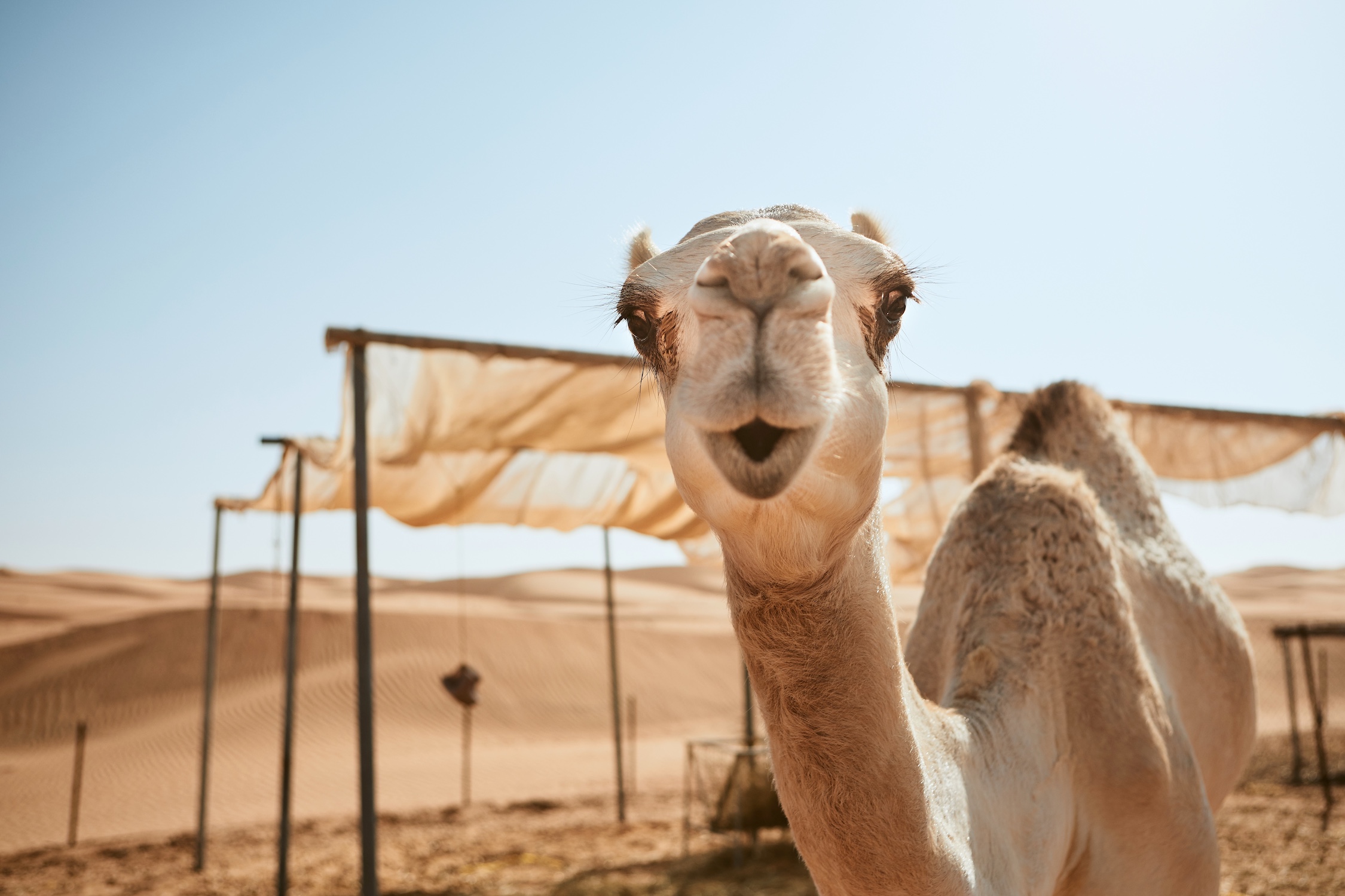 Curious camel in desert