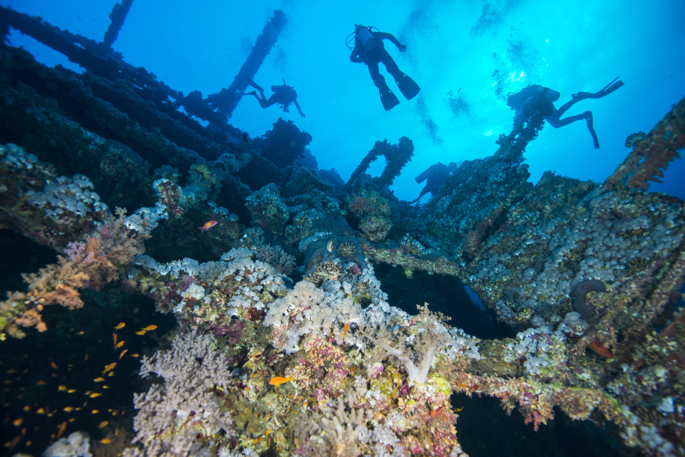 Scuba divers investigating coral covered shipwreck, Red Sea, Marsa Alam, Egypt