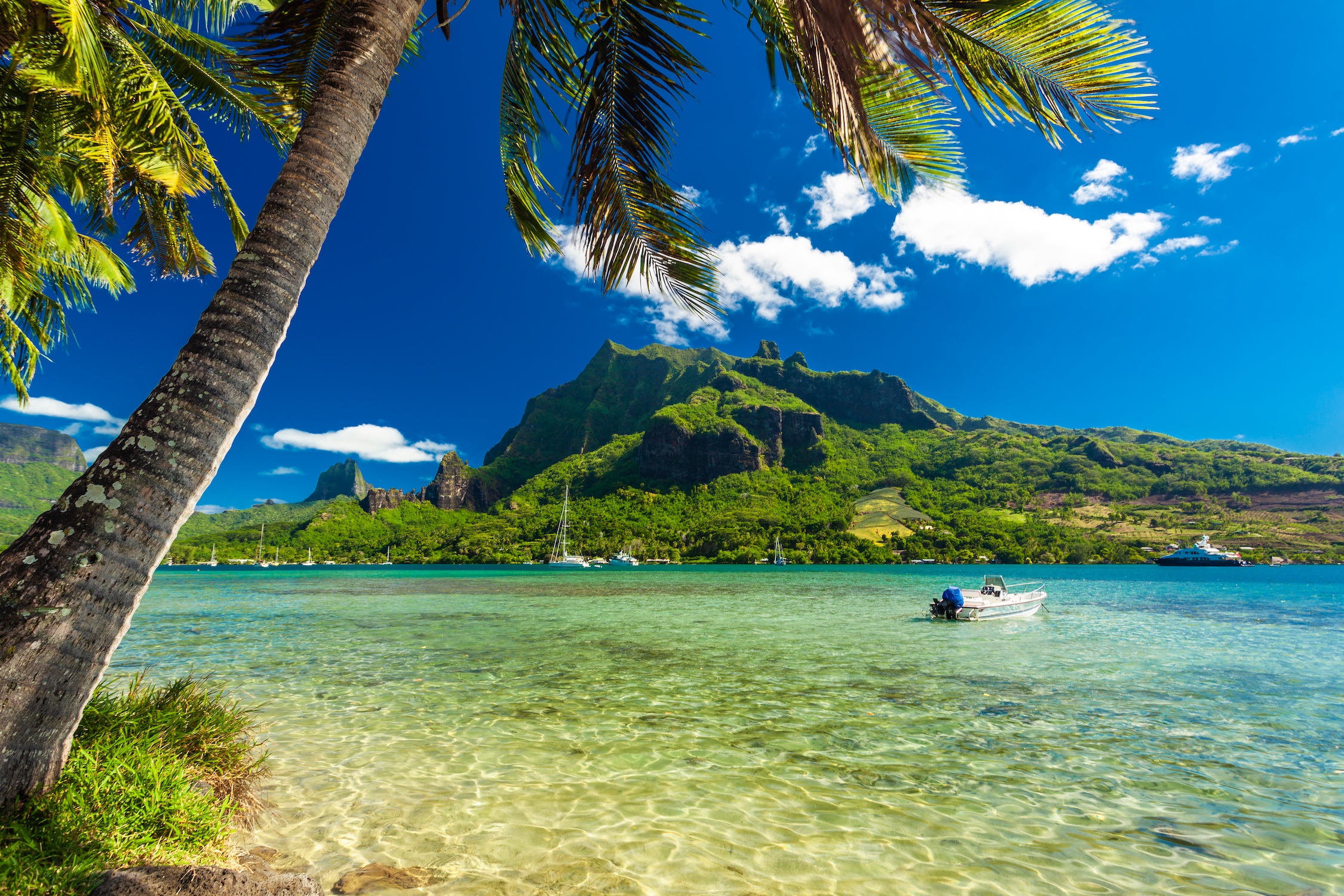 Palm Trees on Shoreline of Ocean at Moorea in Tahiti with mountain view