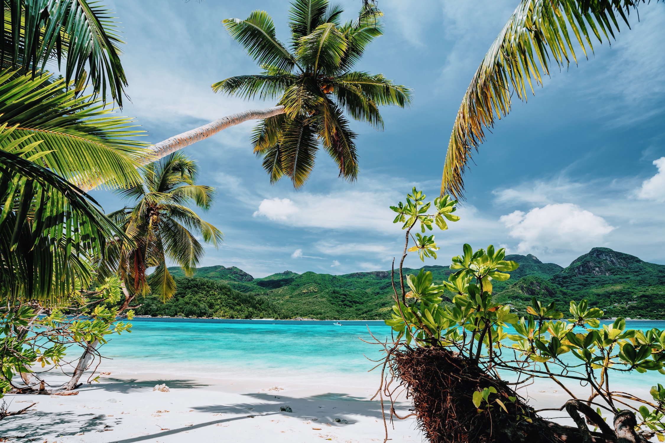 Vacation holiday beach palm trees background wallpaper. Remote sandy beach. Blue sky with white clouds.